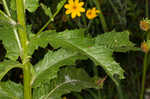 American burnweed